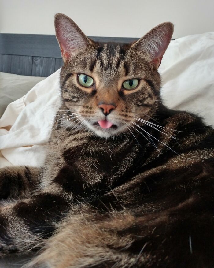 Hey Pandas, Share A Picture Of Your Pet Looking Mad (Closed) Hey Pandas, Share A Picture Of Your Pet Looking Mad (Closed)