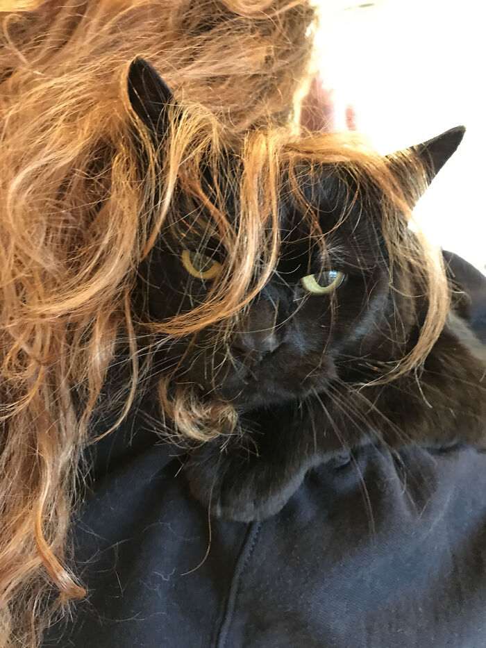 Hey Pandas, Share A Picture Of Your Pet Looking Mad (Closed) Hey Pandas, Share A Picture Of Your Pet Looking Mad (Closed)