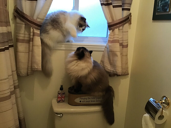 Hey Pandas, Share A Picture Of Your Pet Looking Mad (Closed) Hey Pandas, Share A Picture Of Your Pet Looking Mad (Closed)