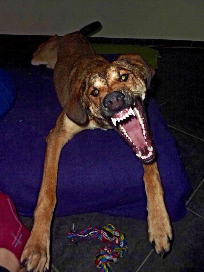 Hey Pandas, Share A Picture Of Your Pet Looking Mad (Closed) Hey Pandas, Share A Picture Of Your Pet Looking Mad (Closed)