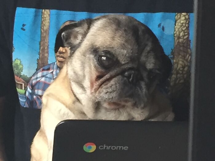 Hey Pandas, Share A Picture Of Your Pet Looking Mad (Closed) Hey Pandas, Share A Picture Of Your Pet Looking Mad (Closed)