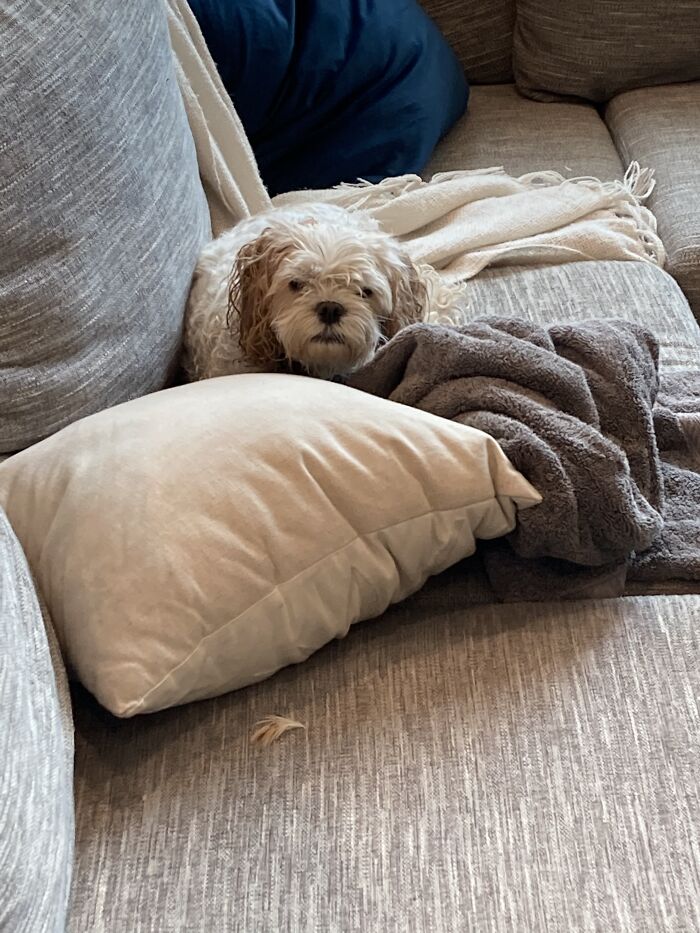 Hey Pandas, Share A Picture Of Your Pet Looking Mad (Closed) Hey Pandas, Share A Picture Of Your Pet Looking Mad (Closed)