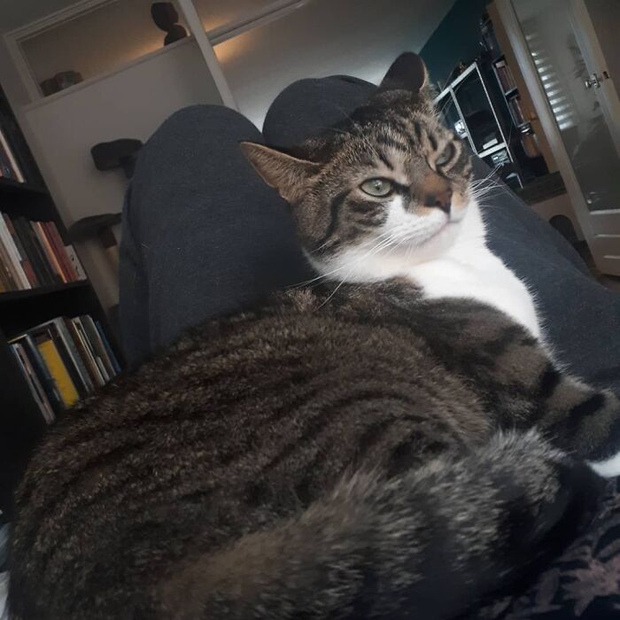 Hey Pandas, Share A Picture Of Your Pet Looking Mad (Closed) Hey Pandas, Share A Picture Of Your Pet Looking Mad (Closed)