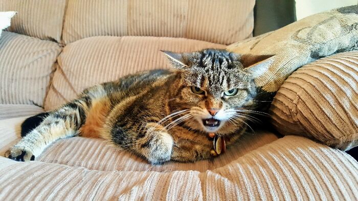 Hey Pandas, Share A Picture Of Your Pet Looking Mad (Closed) Hey Pandas, Share A Picture Of Your Pet Looking Mad (Closed)