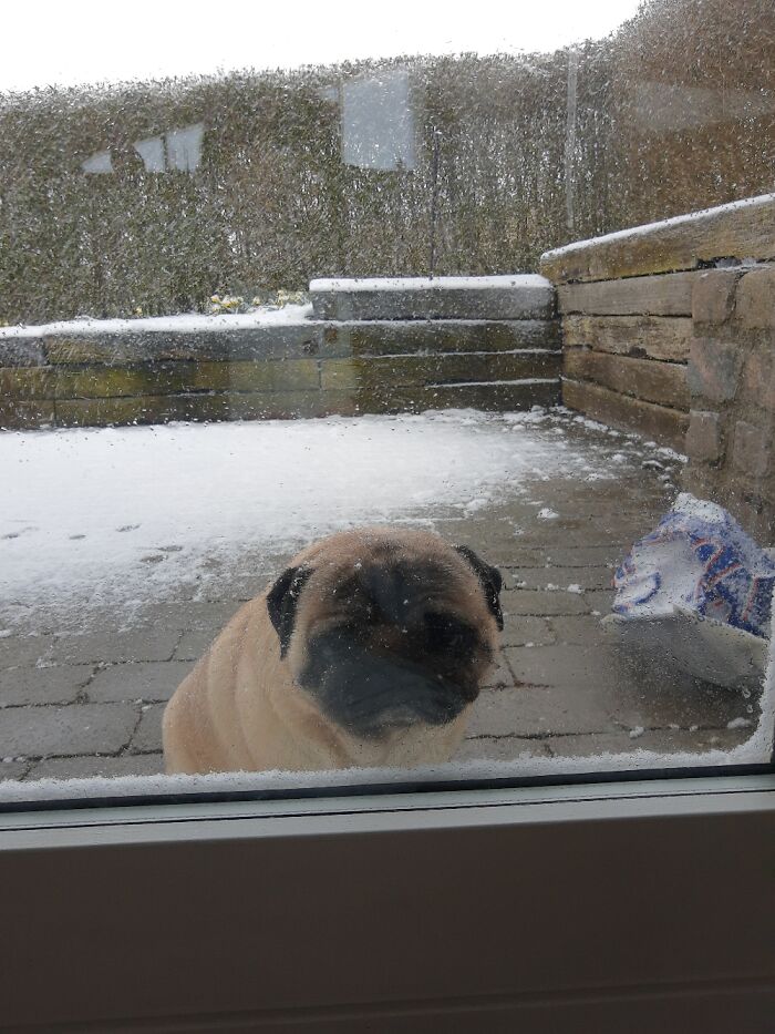 Hey Pandas, Share A Picture Of Your Pet Looking Mad (Closed) Hey Pandas, Share A Picture Of Your Pet Looking Mad (Closed)