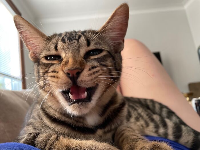 Hey Pandas, Share A Picture Of Your Pet Looking Mad (Closed) Hey Pandas, Share A Picture Of Your Pet Looking Mad (Closed)