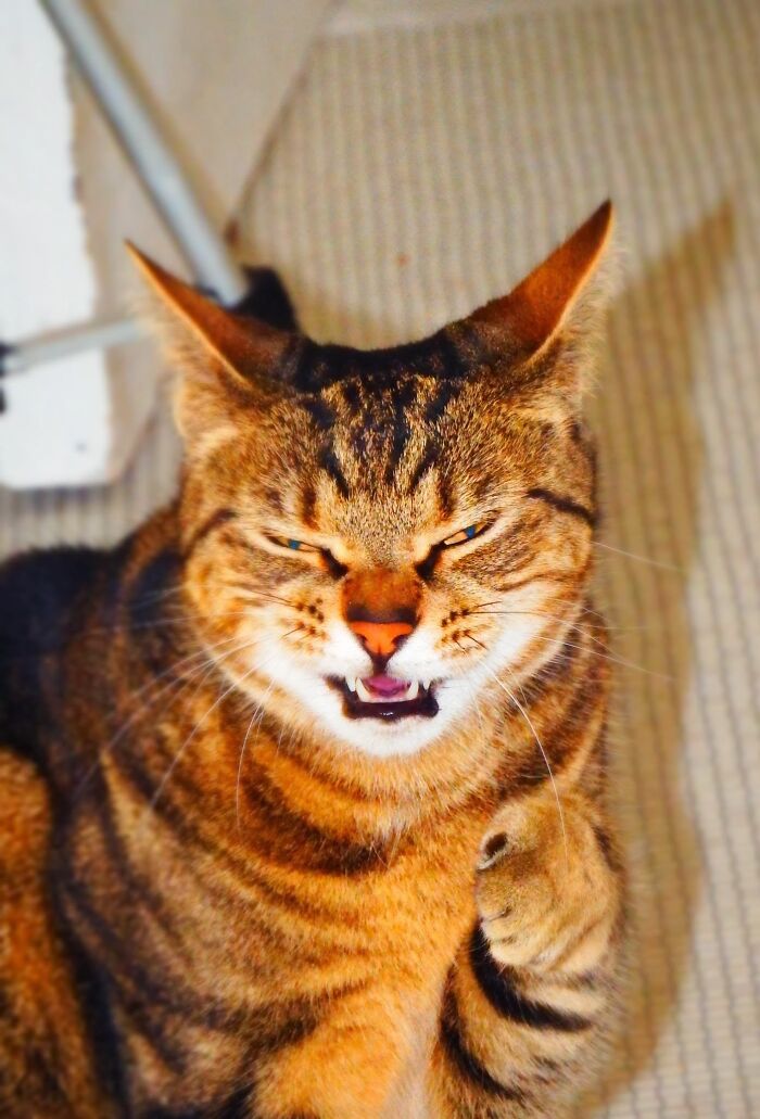 Hey Pandas, Share A Picture Of Your Pet Looking Mad (Closed) Hey Pandas, Share A Picture Of Your Pet Looking Mad (Closed)