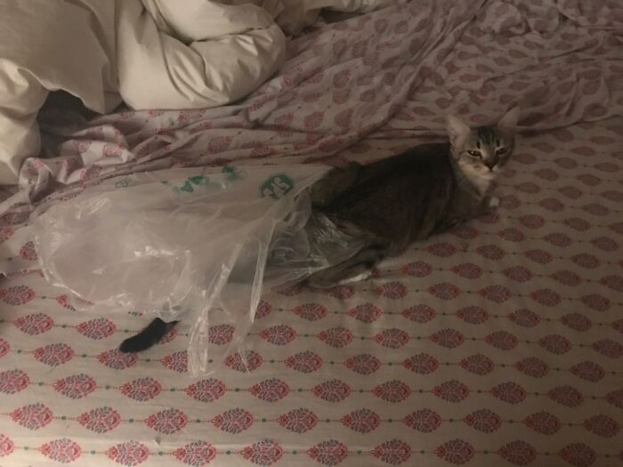 Hey Pandas, Share A Picture Of Your Pet Looking Mad (Closed) Hey Pandas, Share A Picture Of Your Pet Looking Mad (Closed)