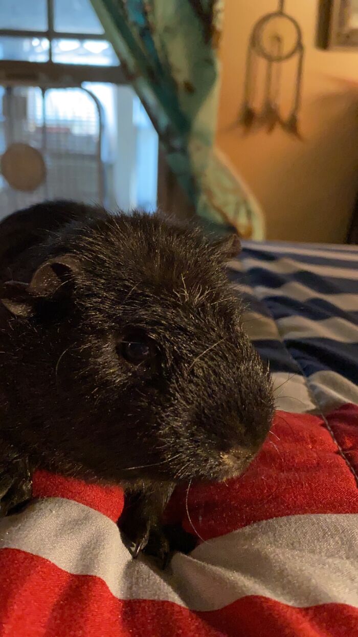 Hey Pandas, Share A Picture Of Your Pet Looking Mad (Closed) Hey Pandas, Share A Picture Of Your Pet Looking Mad (Closed)