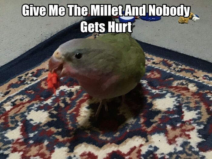 Hey Pandas, Share A Picture Of Your Pet Looking Mad (Closed) Hey Pandas, Share A Picture Of Your Pet Looking Mad (Closed)