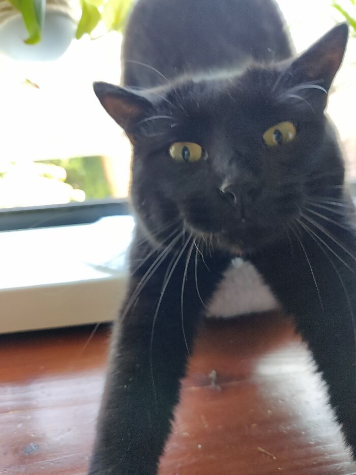 Hey Pandas, Share A Picture Of Your Pet Looking Mad (Closed) Hey Pandas, Share A Picture Of Your Pet Looking Mad (Closed)