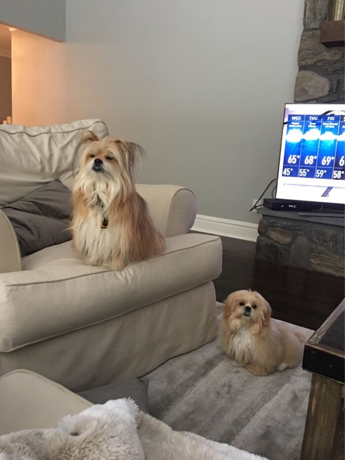 Hey Pandas, Share A Picture Of Your Pet Looking Mad (Closed) Hey Pandas, Share A Picture Of Your Pet Looking Mad (Closed)