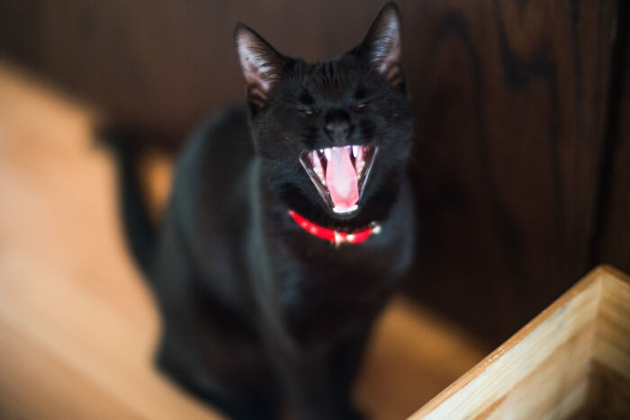 Hey Pandas, Share A Picture Of Your Pet Looking Mad (Closed) Hey Pandas, Share A Picture Of Your Pet Looking Mad (Closed)