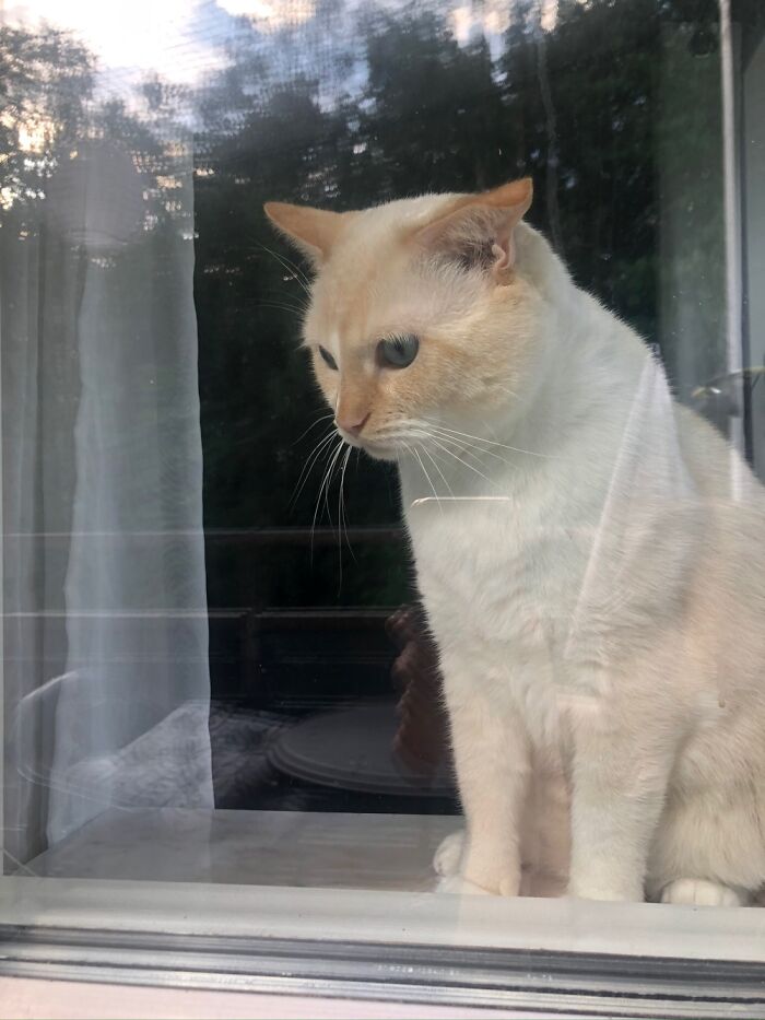 Hey Pandas, Share A Picture Of Your Pet Looking Mad (Closed) Hey Pandas, Share A Picture Of Your Pet Looking Mad (Closed)