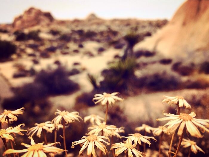 Hey Pandas, Show Me A Picture That You Took At A National Park (Closed)