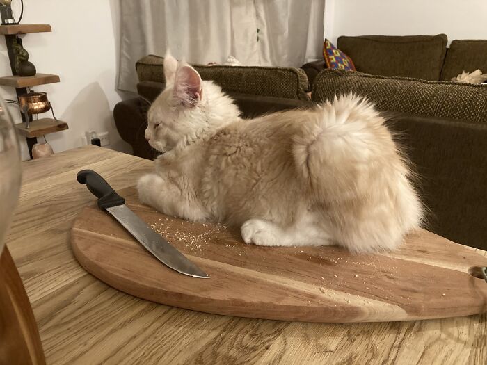 Hey Pandas, Post A Picture Of Your Cat Or Dog Sitting In A Bread Position (Closed) Hey Pandas, Post A Picture Of Your Cat Or Dog Sitting In A Bread Position (Closed)