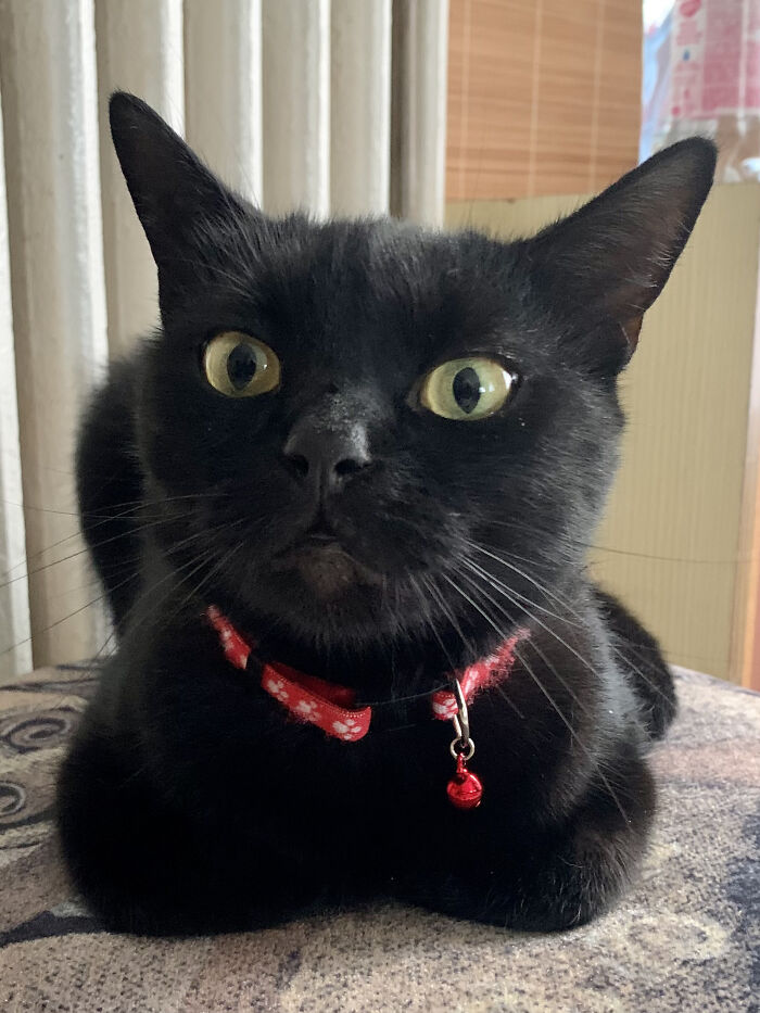 Hey Pandas, Post A Picture Of Your Cat Or Dog Sitting In A Bread Position (Closed) Hey Pandas, Post A Picture Of Your Cat Or Dog Sitting In A Bread Position (Closed)