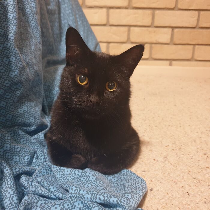 Hey Pandas, Post A Picture Of Your Cat Or Dog Sitting In A Bread Position (Closed) Hey Pandas, Post A Picture Of Your Cat Or Dog Sitting In A Bread Position (Closed)