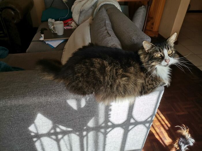 Hey Pandas, Post A Picture Of Your Cat Or Dog Sitting In A Bread Position (Closed) Hey Pandas, Post A Picture Of Your Cat Or Dog Sitting In A Bread Position (Closed)