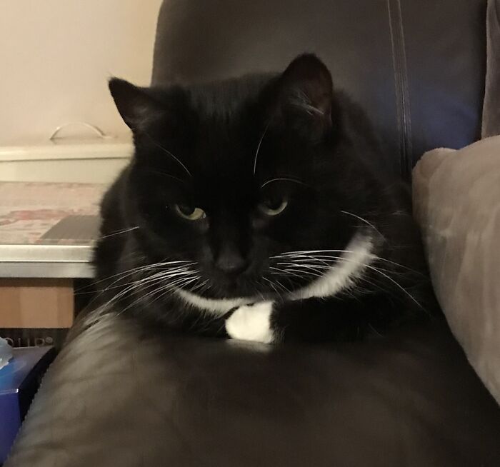 Hey Pandas, Post A Picture Of Your Cat Or Dog Sitting In A Bread Position (Closed) Hey Pandas, Post A Picture Of Your Cat Or Dog Sitting In A Bread Position (Closed)