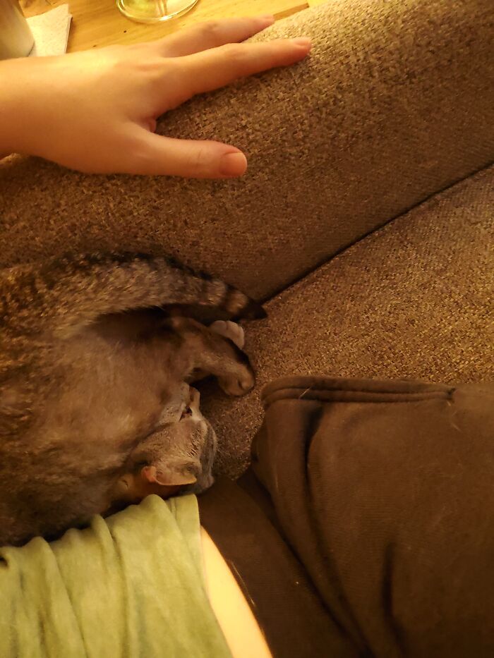 Hey Pandas, Post A Picture Of Your Cat Or Dog Sitting In A Bread Position (Closed) Hey Pandas, Post A Picture Of Your Cat Or Dog Sitting In A Bread Position (Closed)