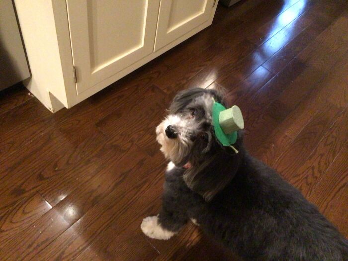 Hey Pandas, To Celebrate National Dog Day, Post A Picture Of Your Dog! (Closed) Hey Pandas, To Celebrate National Dog Day, Post A Picture Of Your Dog! (Closed)