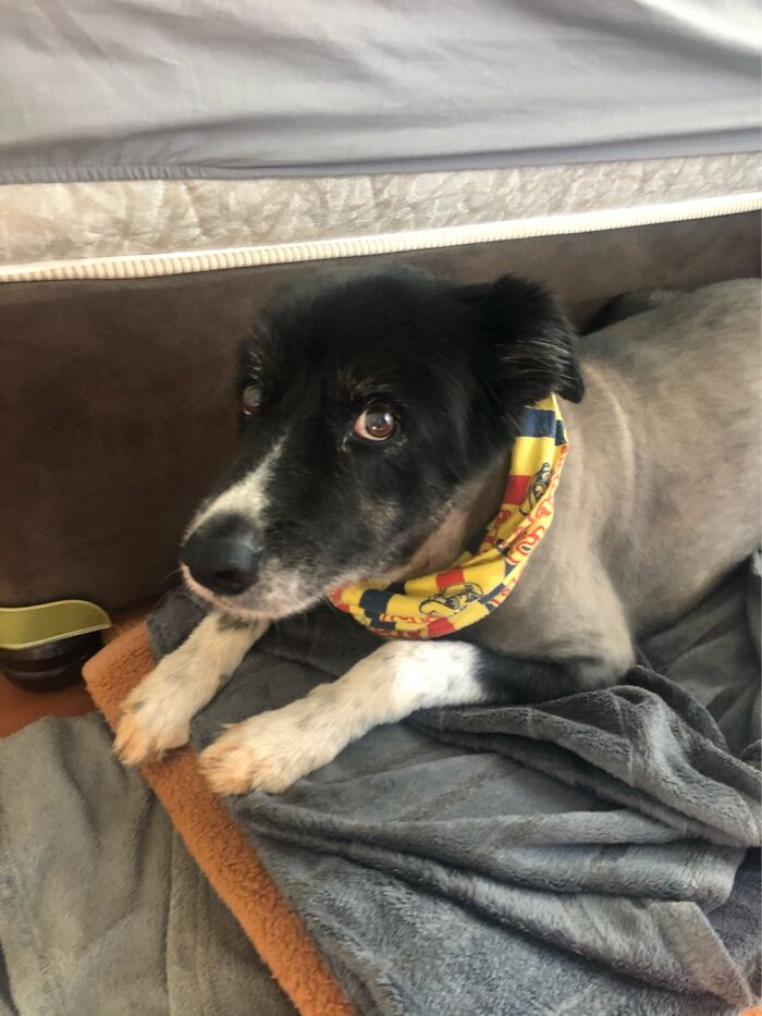 Hey Pandas, To Celebrate National Dog Day, Post A Picture Of Your Dog! (Closed) Hey Pandas, To Celebrate National Dog Day, Post A Picture Of Your Dog! (Closed)