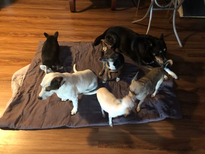 Hey Pandas, To Celebrate National Dog Day, Post A Picture Of Your Dog! (Closed) Hey Pandas, To Celebrate National Dog Day, Post A Picture Of Your Dog! (Closed)