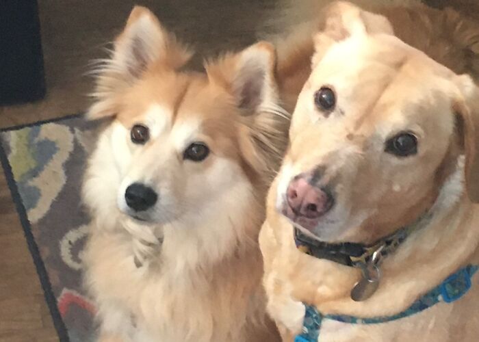 Hey Pandas, To Celebrate National Dog Day, Post A Picture Of Your Dog! (Closed) Hey Pandas, To Celebrate National Dog Day, Post A Picture Of Your Dog! (Closed)