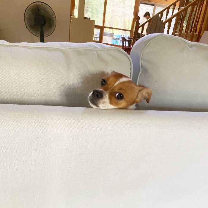 Hey Pandas, To Celebrate National Dog Day, Post A Picture Of Your Dog! (Closed) Hey Pandas, To Celebrate National Dog Day, Post A Picture Of Your Dog! (Closed)