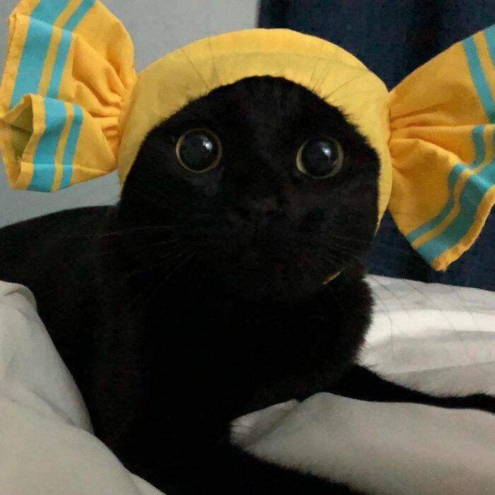 This Black Cat Is So Adorable And Quirky He’s Taking Over Instagram (40 Pics) This Black Cat Is So Adorable And Quirky He’s Taking Over Instagram (40 Pics)