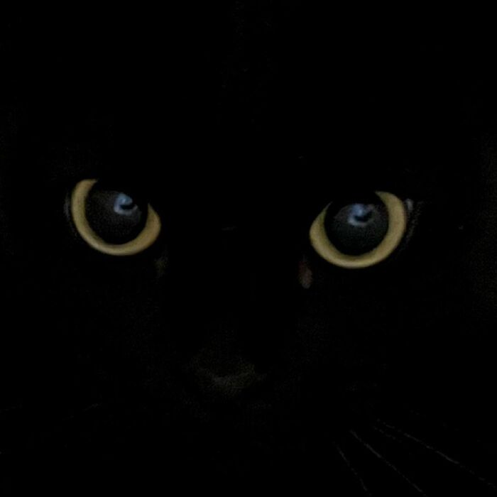 This Black Cat Is So Adorable And Quirky He’s Taking Over Instagram (40 Pics) This Black Cat Is So Adorable And Quirky He’s Taking Over Instagram (40 Pics)