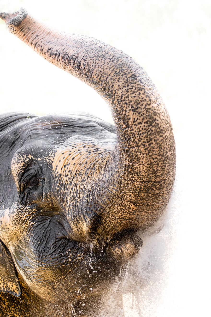 I Took Pictures Of Elephants At +40 Degrees I Took Pictures Of Elephants At +40 Degrees