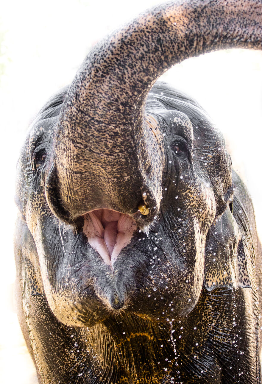 I Took Pictures Of Elephants At +40 Degrees I Took Pictures Of Elephants At +40 Degrees