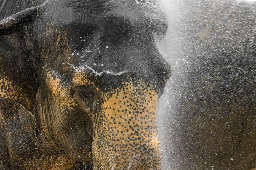 I Took Pictures Of Elephants At +40 Degrees I Took Pictures Of Elephants At +40 Degrees