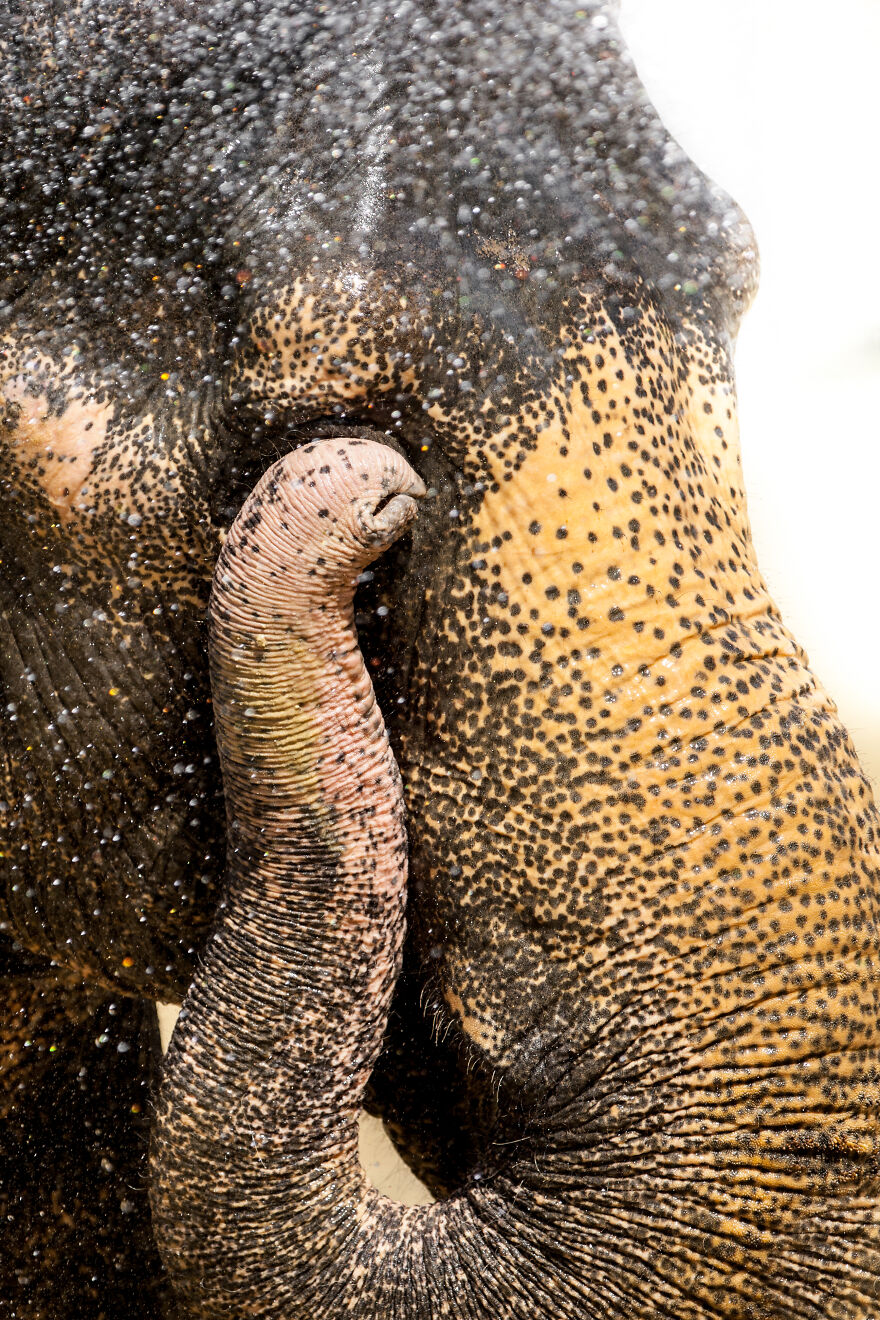 I Took Pictures Of Elephants At +40 Degrees I Took Pictures Of Elephants At +40 Degrees