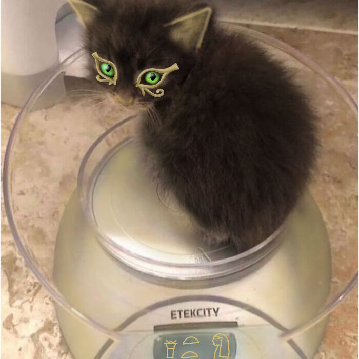 Hey Pandas, Photoshop This Kitten (Closed) Hey Pandas, Photoshop This Kitten (Closed)