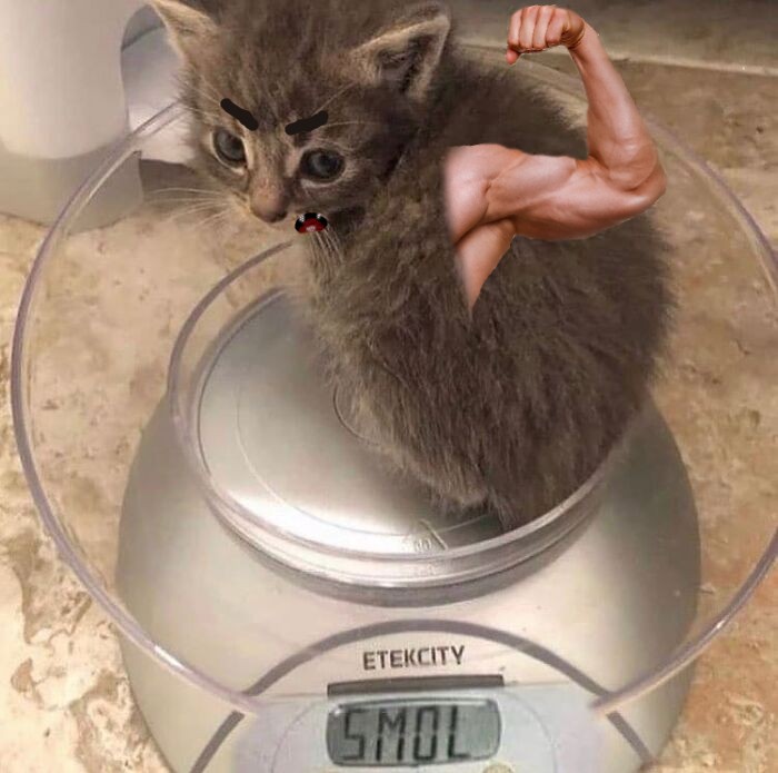 Hey Pandas, Photoshop This Kitten (Closed) Hey Pandas, Photoshop This Kitten (Closed)