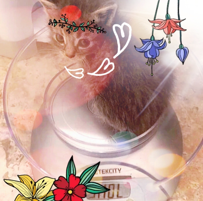 Hey Pandas, Photoshop This Kitten (Closed) Hey Pandas, Photoshop This Kitten (Closed)