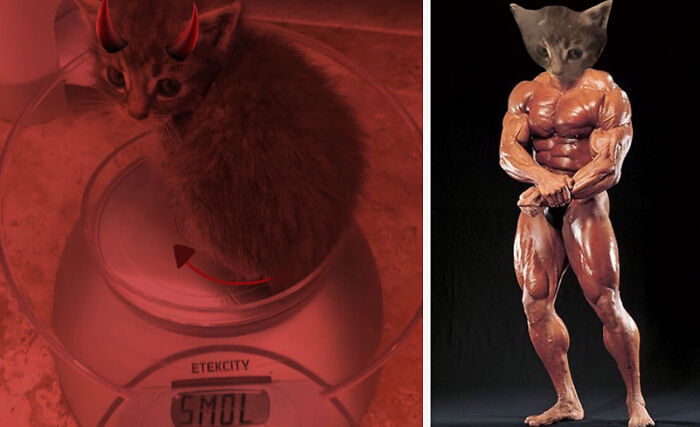 Hey Pandas, Photoshop This Kitten (Closed) Hey Pandas, Photoshop This Kitten (Closed)