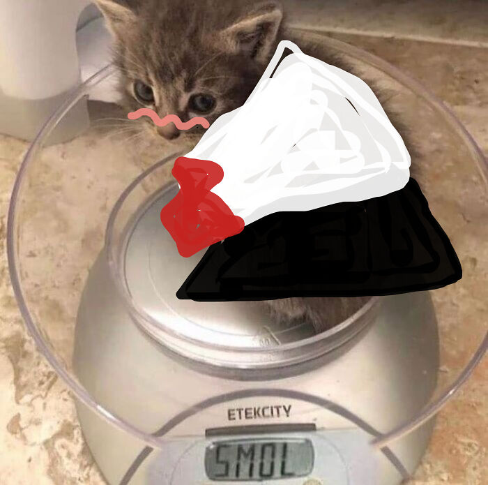 Hey Pandas, Photoshop This Kitten (Closed) Hey Pandas, Photoshop This Kitten (Closed)