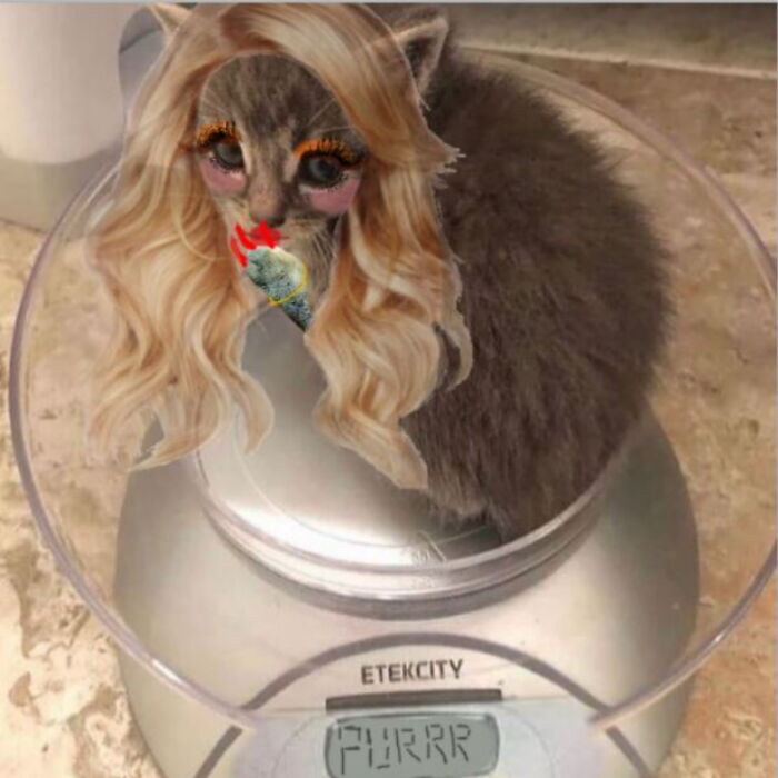 Hey Pandas, Photoshop This Kitten (Closed) Hey Pandas, Photoshop This Kitten (Closed)