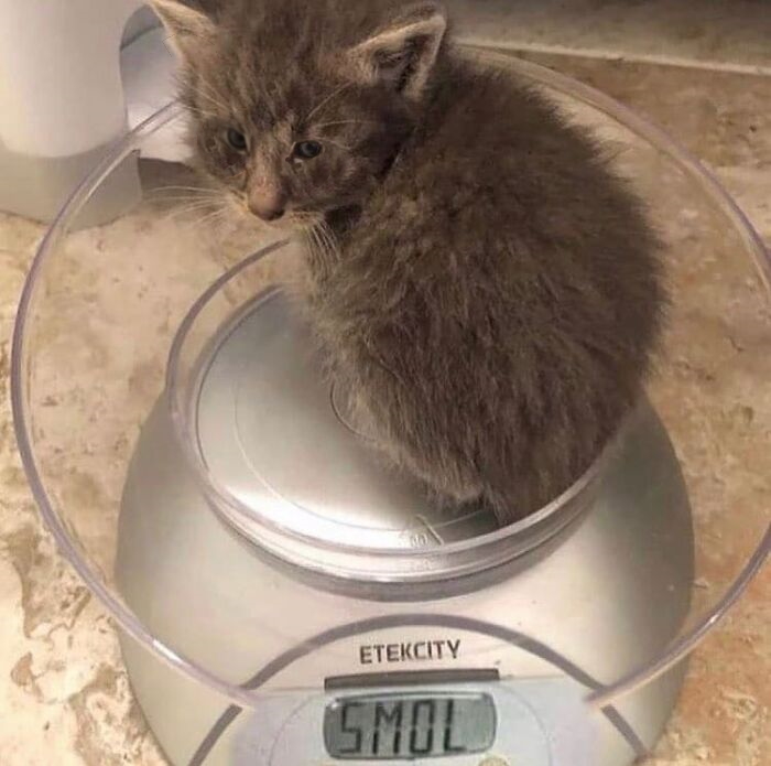 Hey Pandas, Photoshop This Kitten (Closed) Hey Pandas, Photoshop This Kitten (Closed)