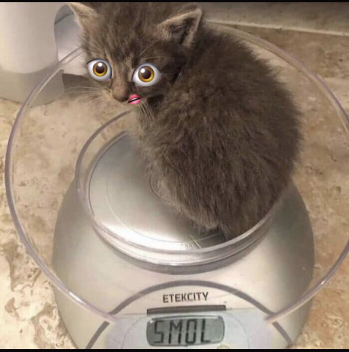 Hey Pandas, Photoshop This Kitten (Closed) Hey Pandas, Photoshop This Kitten (Closed)