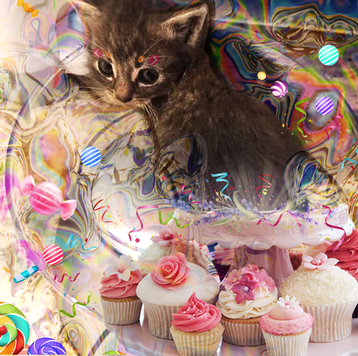 Hey Pandas, Photoshop This Kitten (Closed) Hey Pandas, Photoshop This Kitten (Closed)