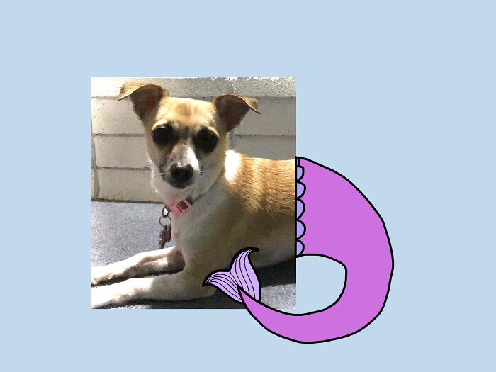 Hey Pandas, Take A Picture Of Your Pet And Draw The Other Half On A Piece Of Paper (Closed)