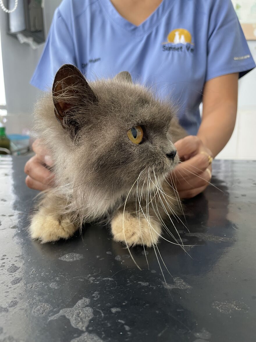 Bali’s Very Own Rescued Grumpy Cat Bali’s Very Own Rescued Grumpy Cat