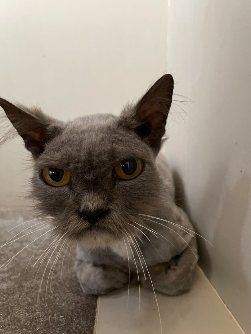 Bali’s Very Own Rescued Grumpy Cat Bali’s Very Own Rescued Grumpy Cat