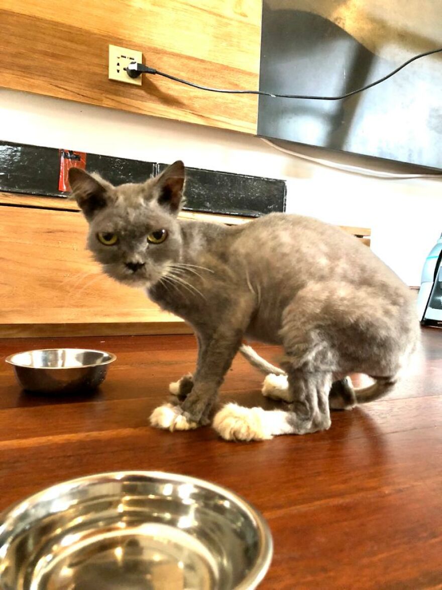 Bali’s Very Own Rescued Grumpy Cat Bali’s Very Own Rescued Grumpy Cat