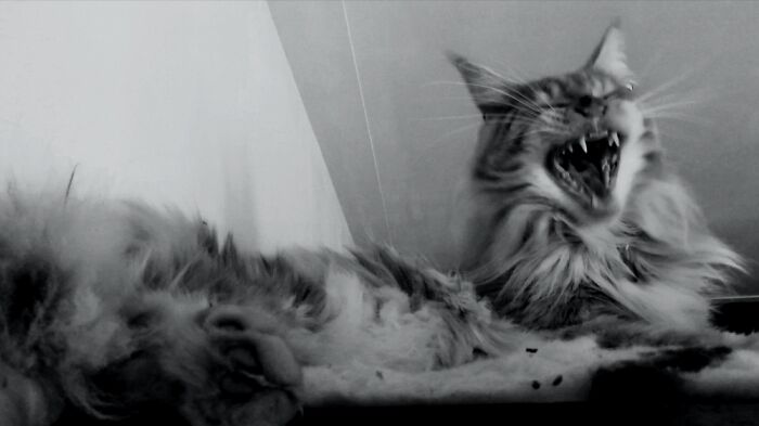 Hey Pandas, Post Your Best Black And White Street Picture (Closed)